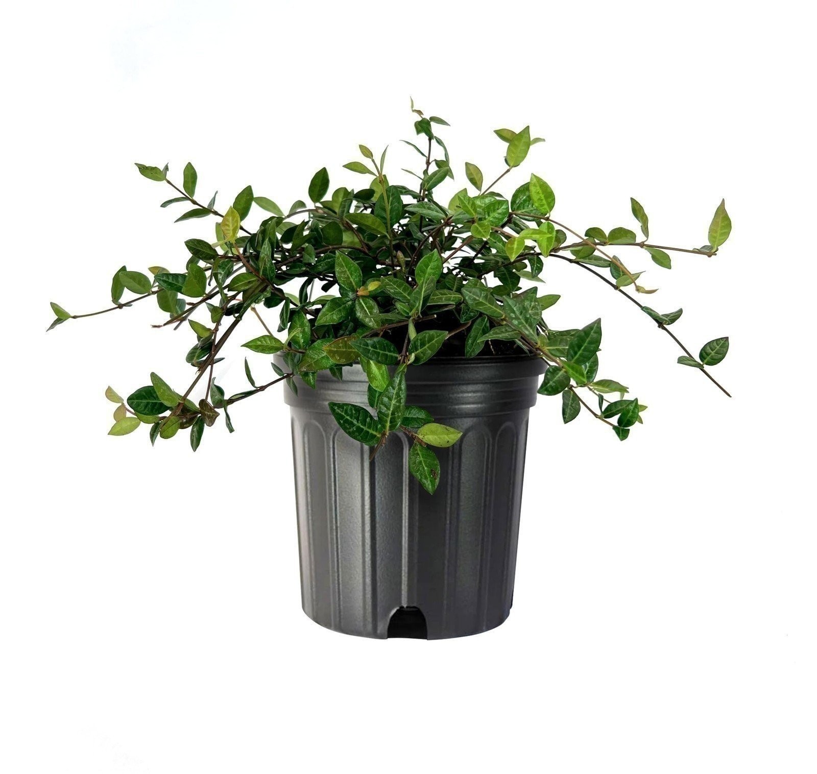 Jasmine Asiatic | 1 Gallon | Trachelospermum asiaticum | Low Maintenance | Hardy