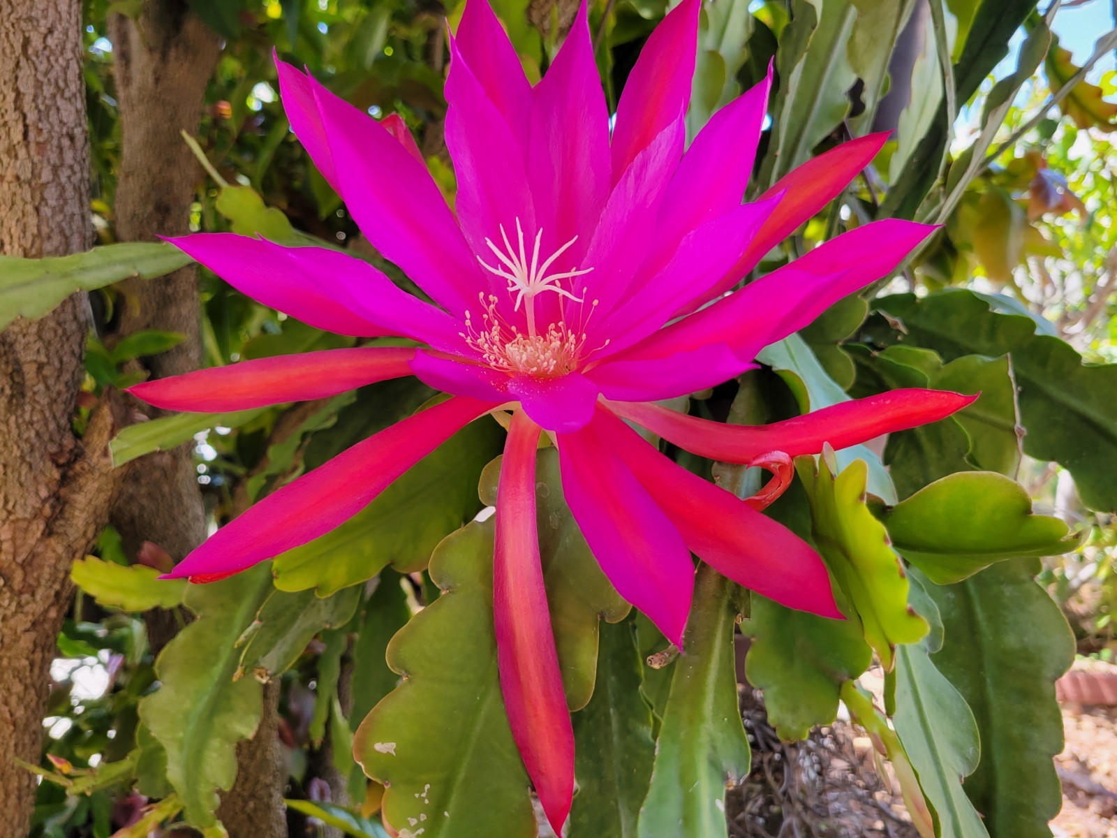 Epiphyllum Oriental Dancer Unrooted Cuttings / 8 to 10 inches long / Epicactus