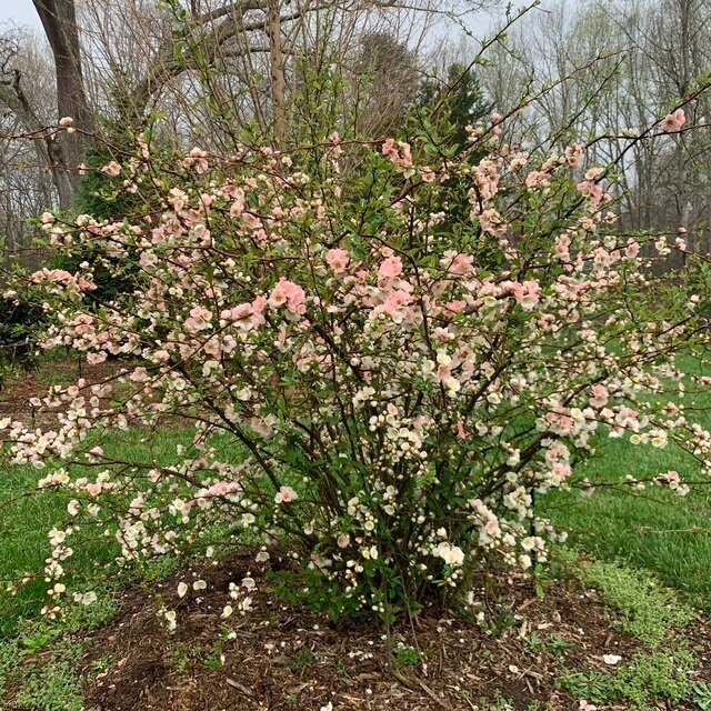Toyo Nishiki Flowering Quince 1 Plants in 3.5 Inch Pot