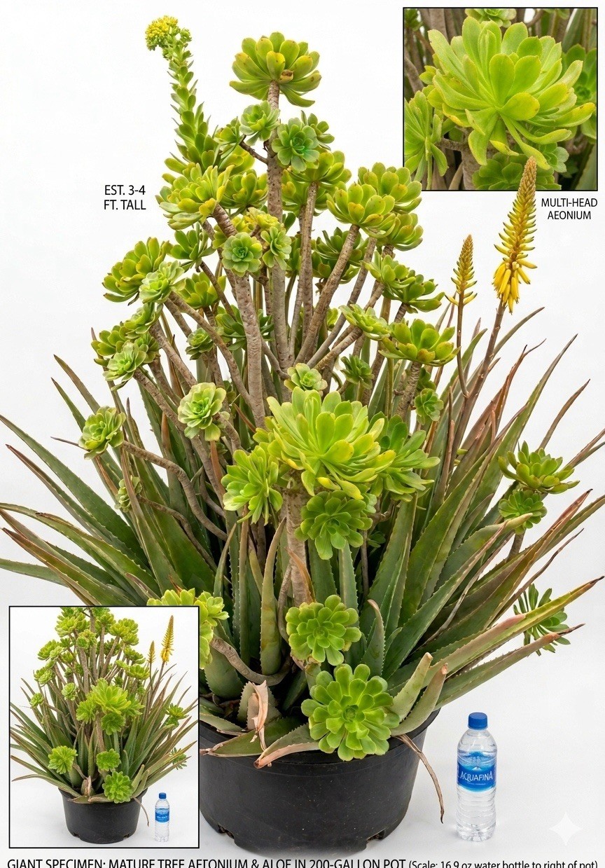 Giant 3-4ft Succulent Arrangement – 200 Gallon Mature Aloe & Aeonium Duo