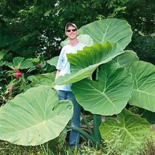 **THAILAND GIANT** Elephant Ear Colocasia Esculenta Starter Plant**U