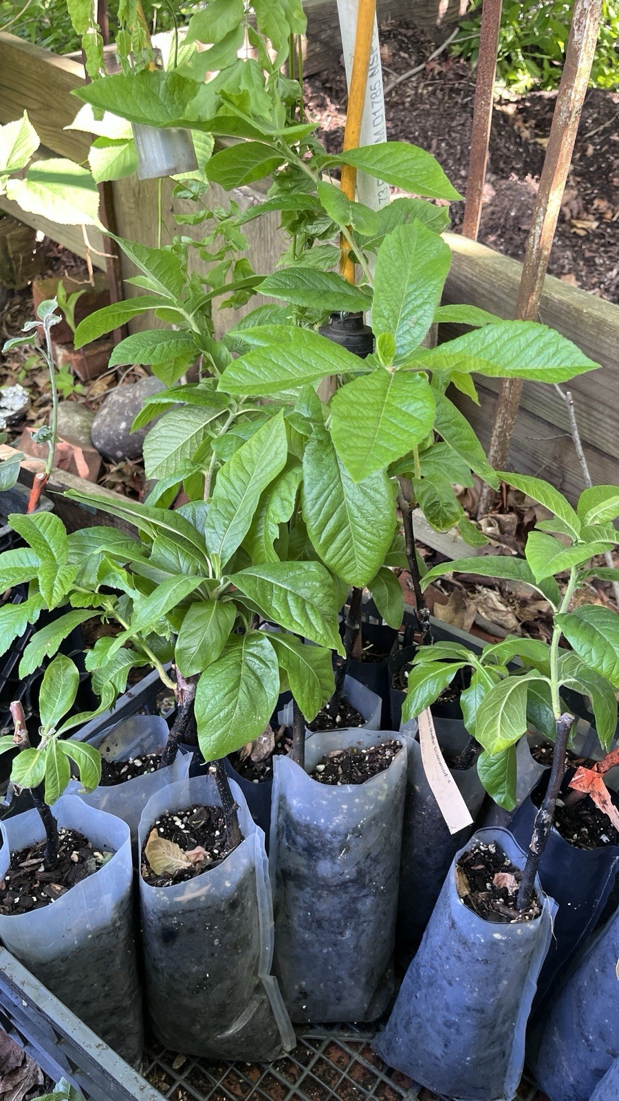 8-12” tall Large Russian Medlar tree, Mespilus germanica, grafted