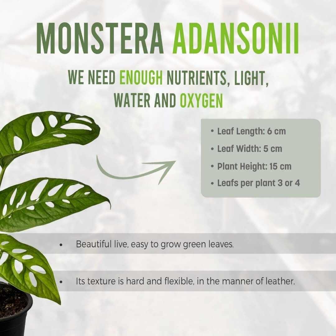 Monstera Adansonii Swiss Cheese Plant (2 Pack) | Live Indoor Decoration Plants