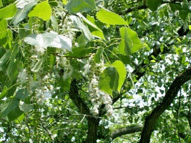 30 EASTERN COTTONWOOD SEEEDS – Populus deltoides var. deltoides