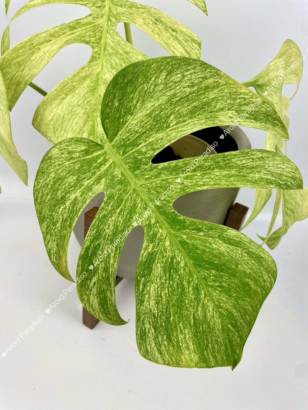 Rooted Monstera Deliciosa Mint Variegata Plant