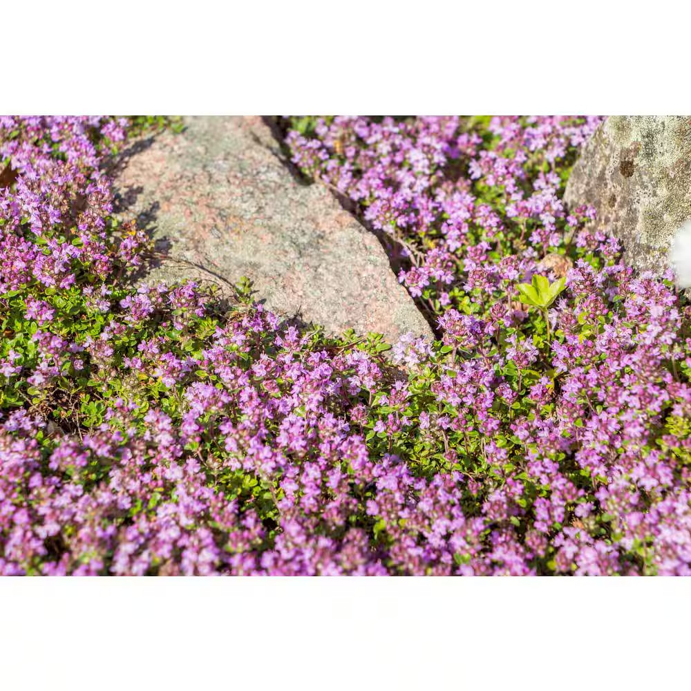 1 Gal. Pink Chintz Creeping Thyme (Thymus Serpyllum) Live Flowering Full Sun Per
