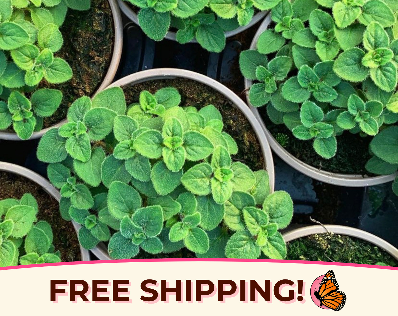 5250+ Italian Oregano Seeds | Heirloom, Non-GMO, Herb Gardening Seed Packet, USA