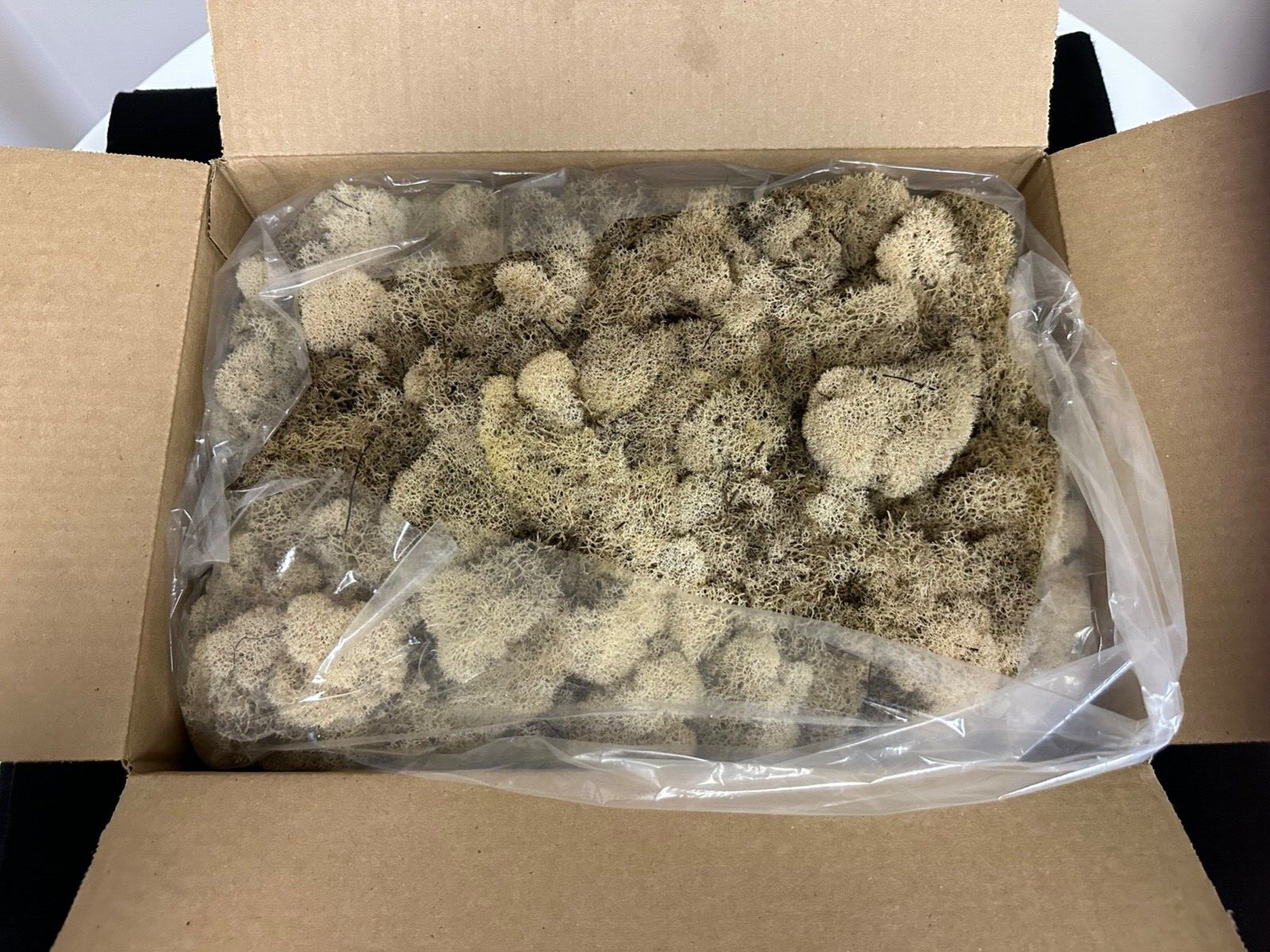 Super Moss 3lb Box Preserved Reindeer Moss #21742