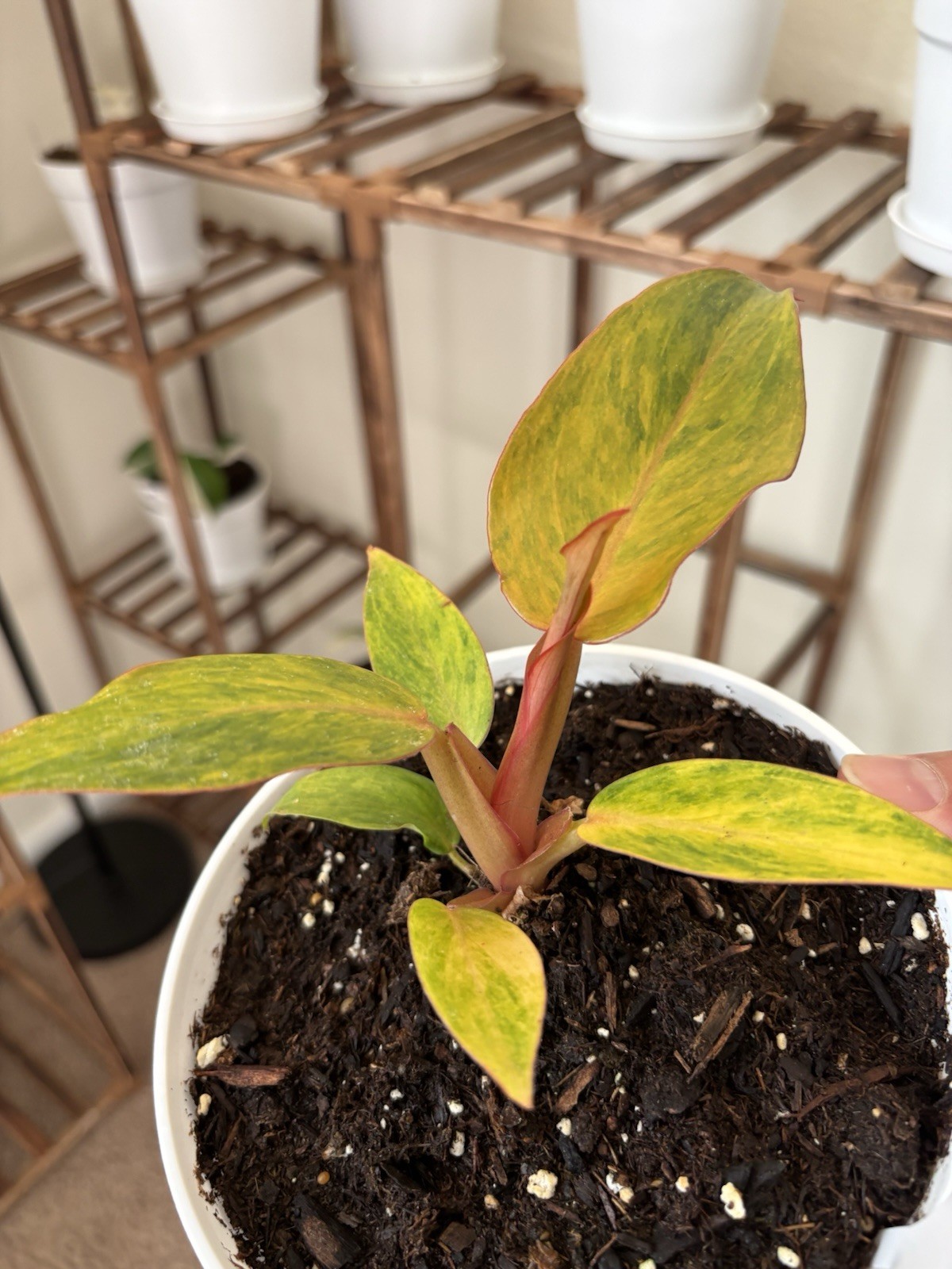 Philodendron Quadcolor Variegated 6″ Pot Rare Exact Plant #070