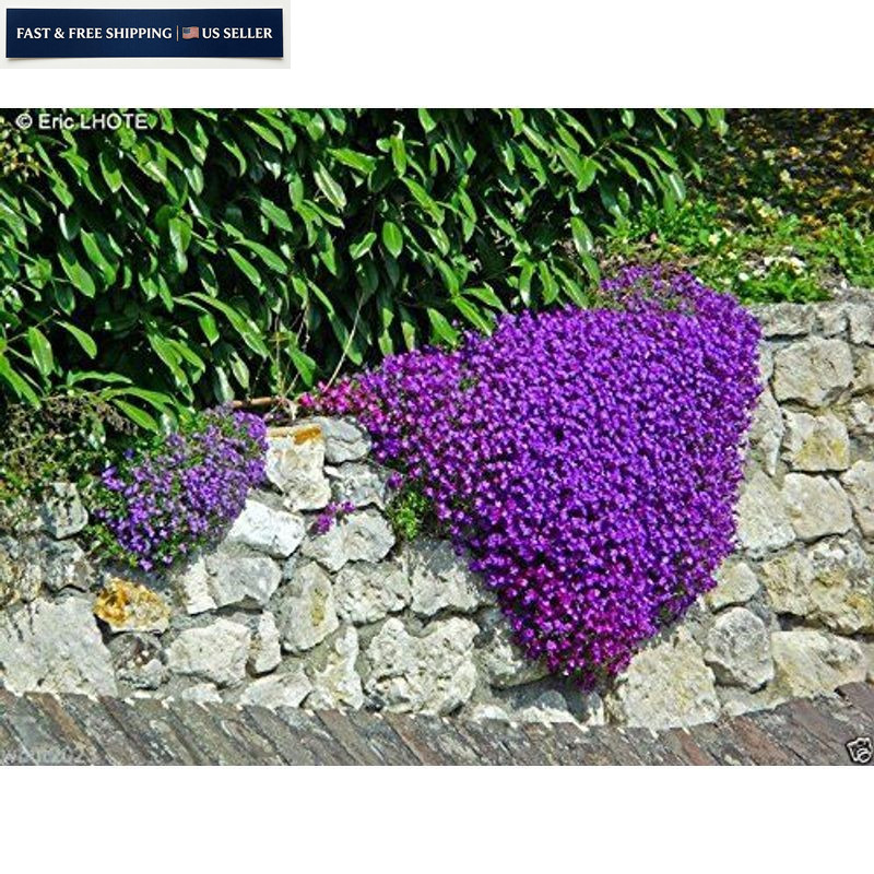 250 Aubrieta Seeds – Cascade Purple Flower Seeds, Perennial, 1 SET, Brown