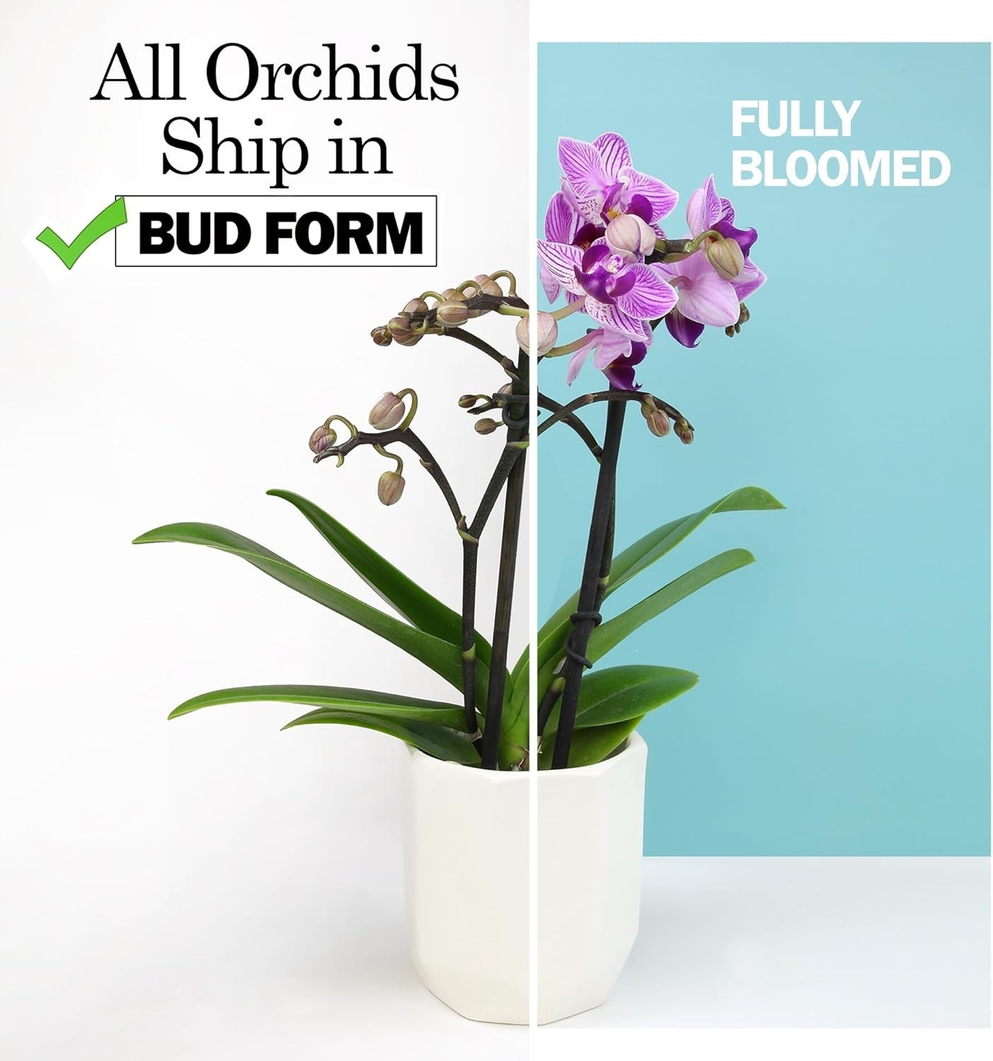 Live 20-24″ Phalaenopsis Orchid in Decorative White Pot – Perfect Gift