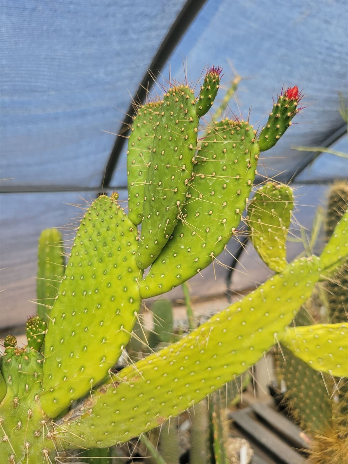 Consolea corallicola (with locality) (see description) (fragile) (cactus – su…