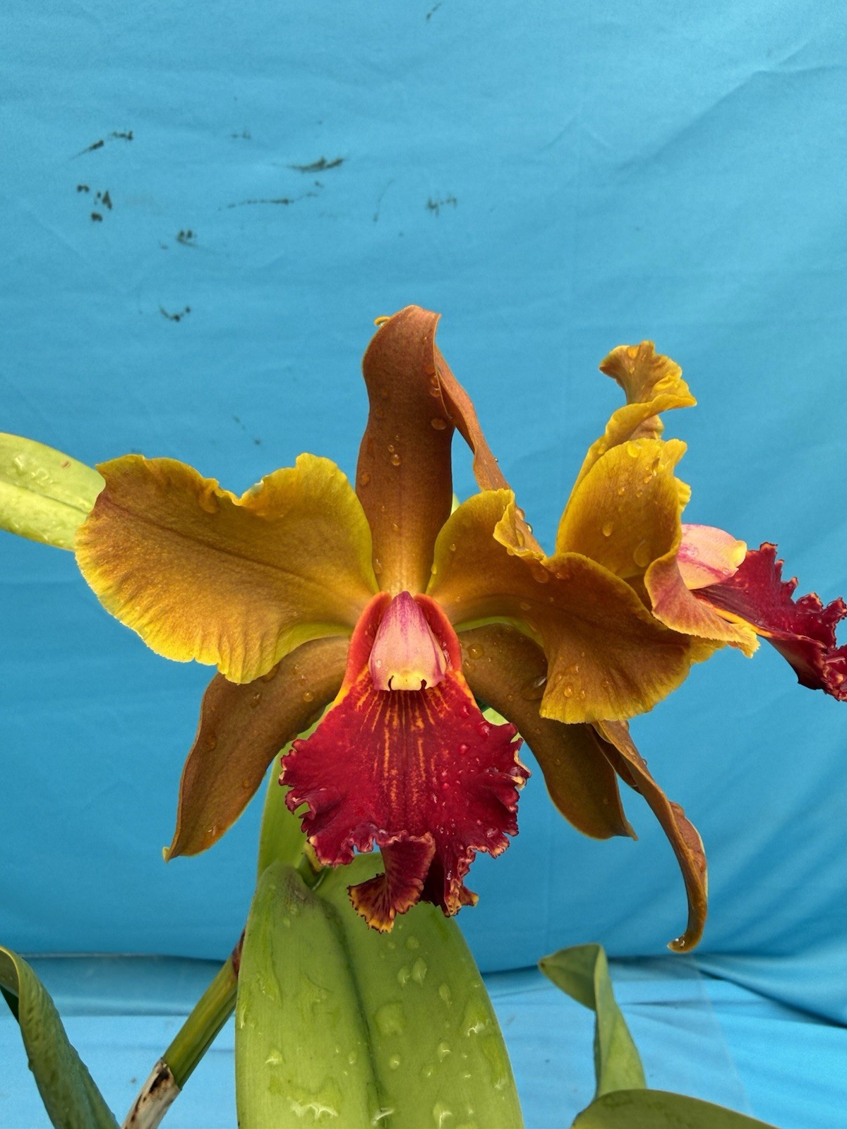 Rlc Kilauea At Night ‘Pu’u O’o’ X C. bicolor ‘Gabriel Amaru’ Orchid Eros 7” Pot