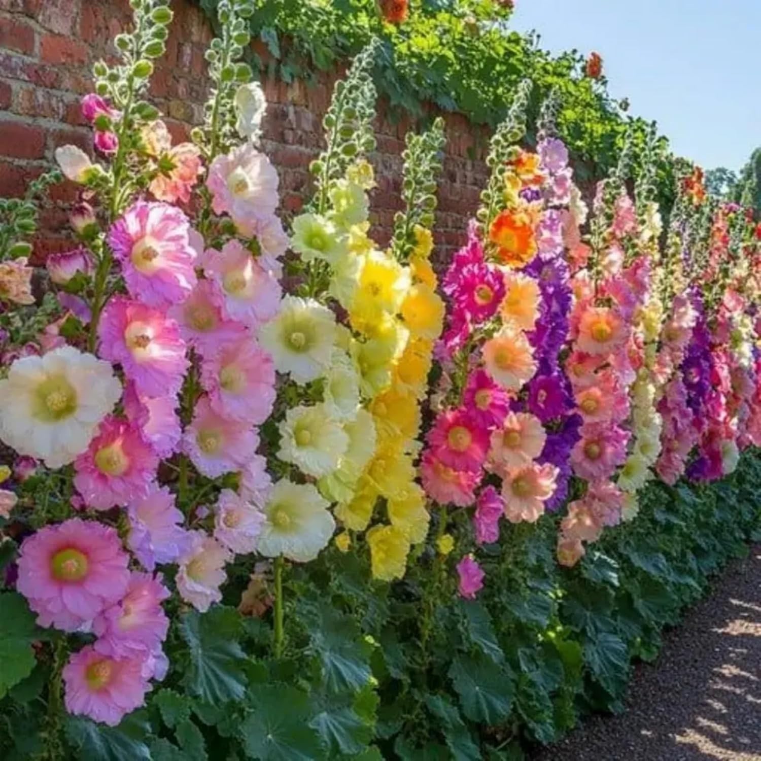 300-1000+Hollyhock Seeds for Planting Multicolored Heirloom Double Hollyhock See