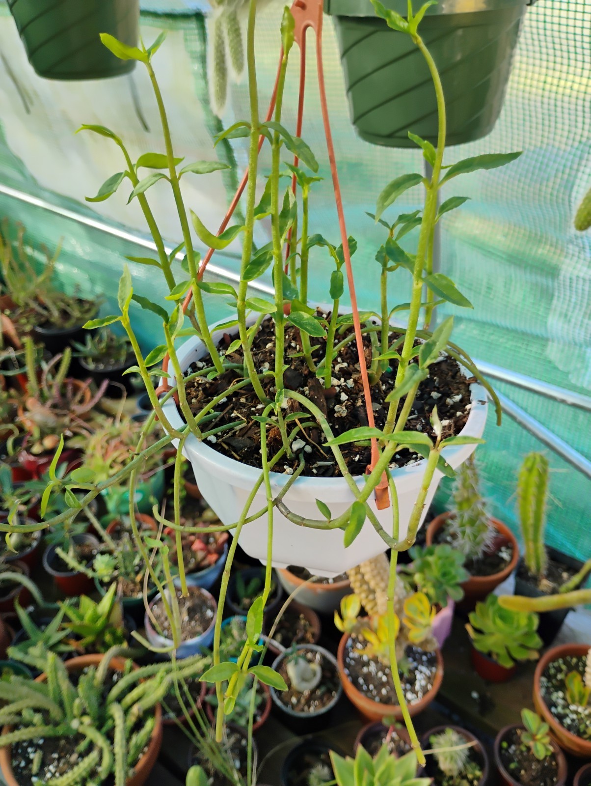 Ceropegia nilotica (6inch Pot)