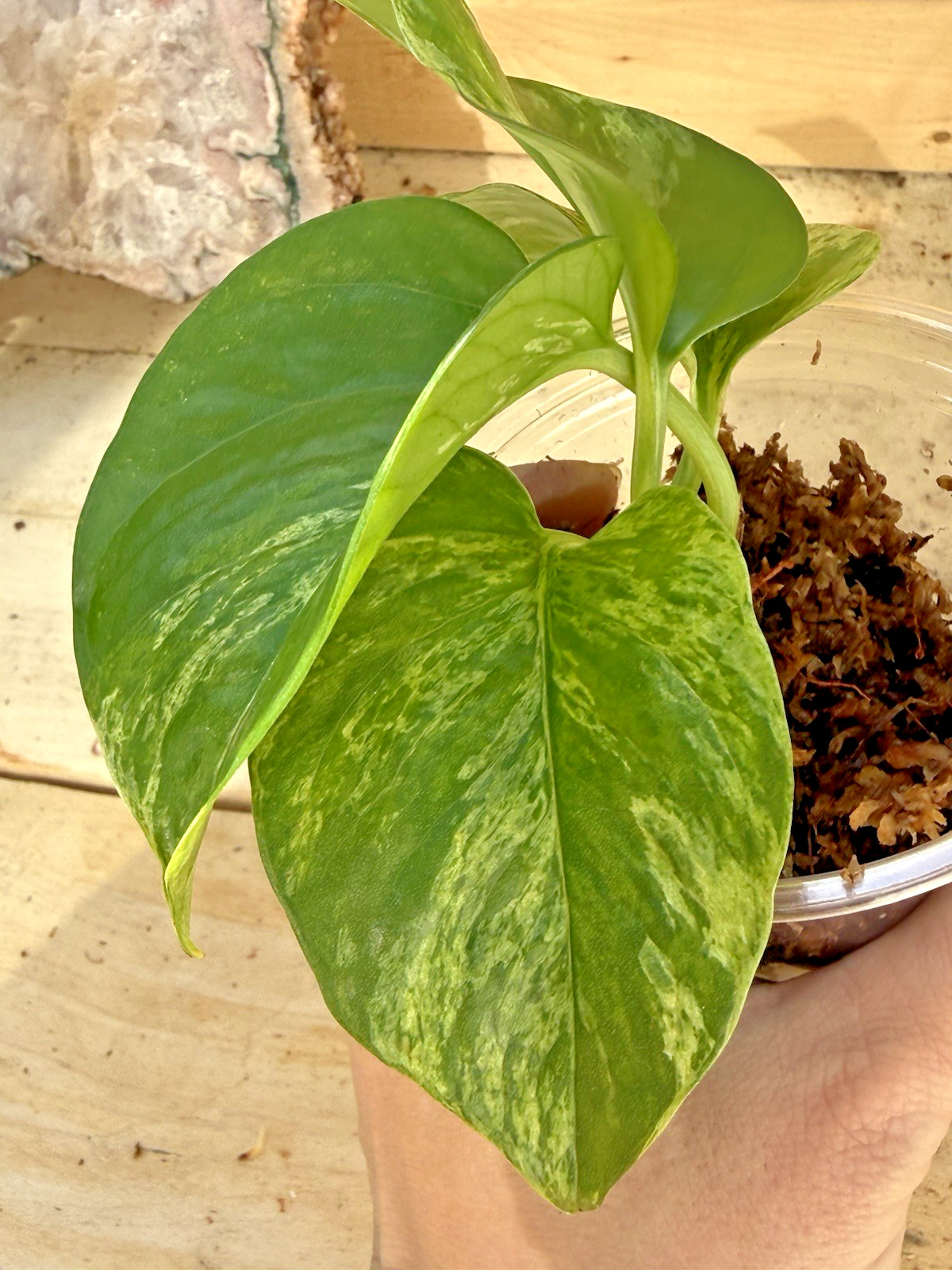 Marble Queen Pothos 3 Cuttings – Rooting in Moss Gorgeous Variegation