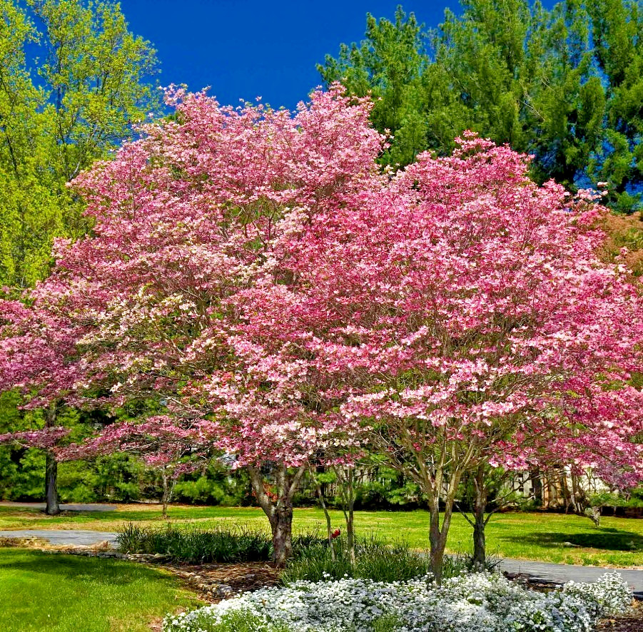 Pink Japanese Dogwood Landscape Tree – Cornus Rubra – 12-18″ Tall – 1 Quart Pot