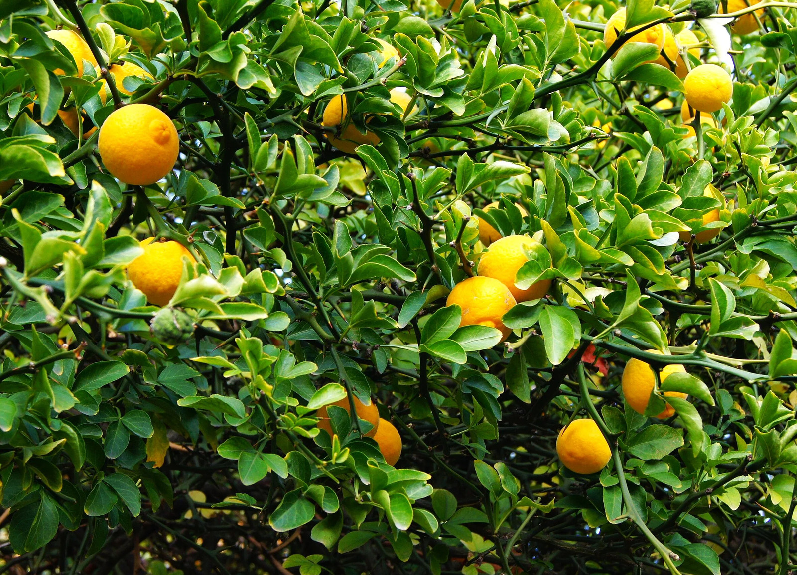 Hardy Orange Tree (Trifoliate) Seeds – For 2026 Planting Poncirus Trifoliata