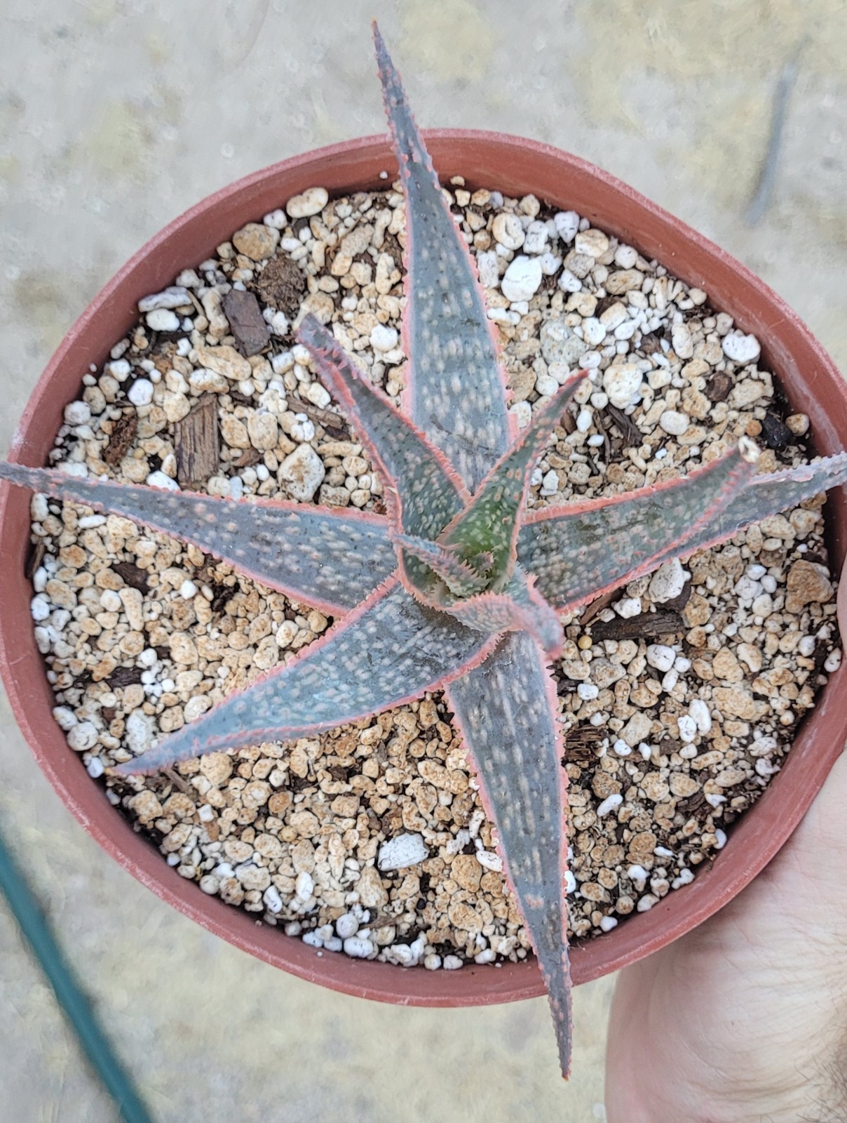 Aloe ‘Bright Star’ Kelly Griffin Hybrid 6″ Wide – Bare Root