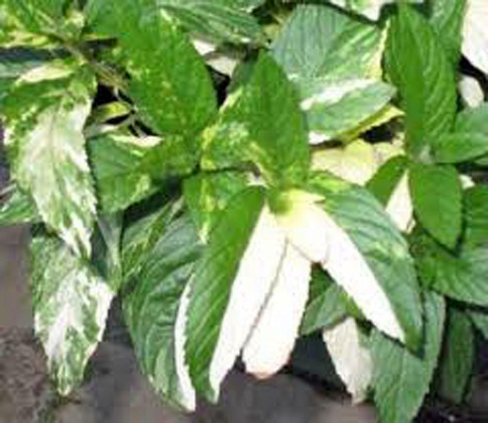 PEPPERMINT SEED, HEIRLOOM, NON GMO (500+) PEPPERMINT SEEDS, SPICE, HERB