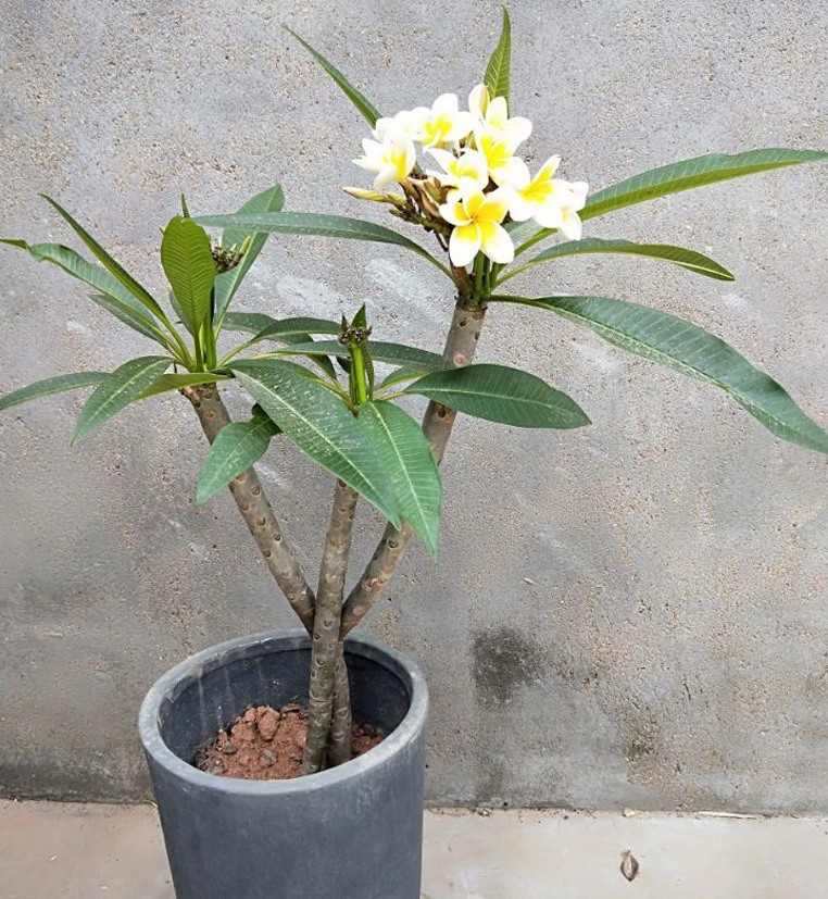 5pcs Plumeria Cutting Unrooted Fresh Cutting White Flower Ready To Plant