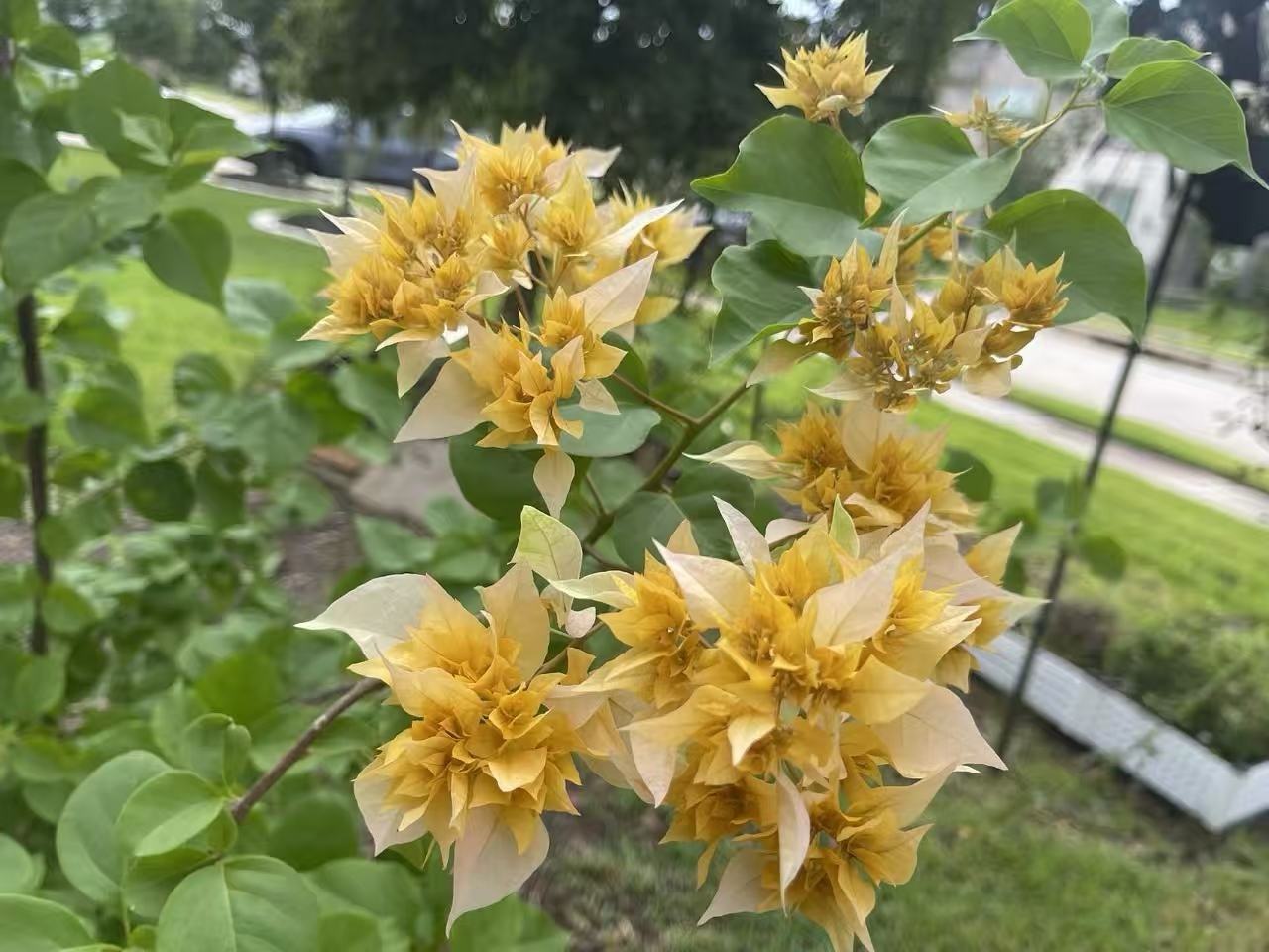 Doubld Petals Gold Yellow Bougainvillea 2 Ft Tall 3 Gallons Pot