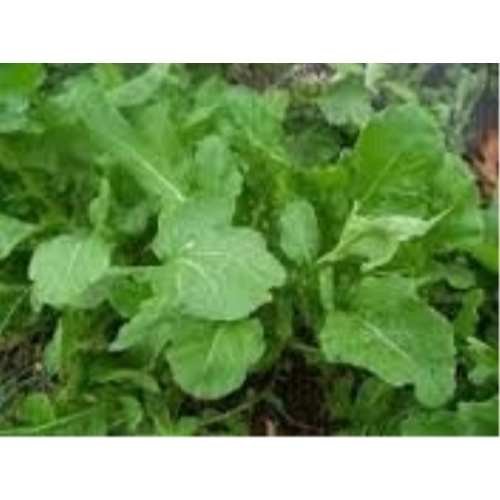 Arugula Italian Cress Rocket BULK 12,000 Seeds Great Heirloom Vegetable