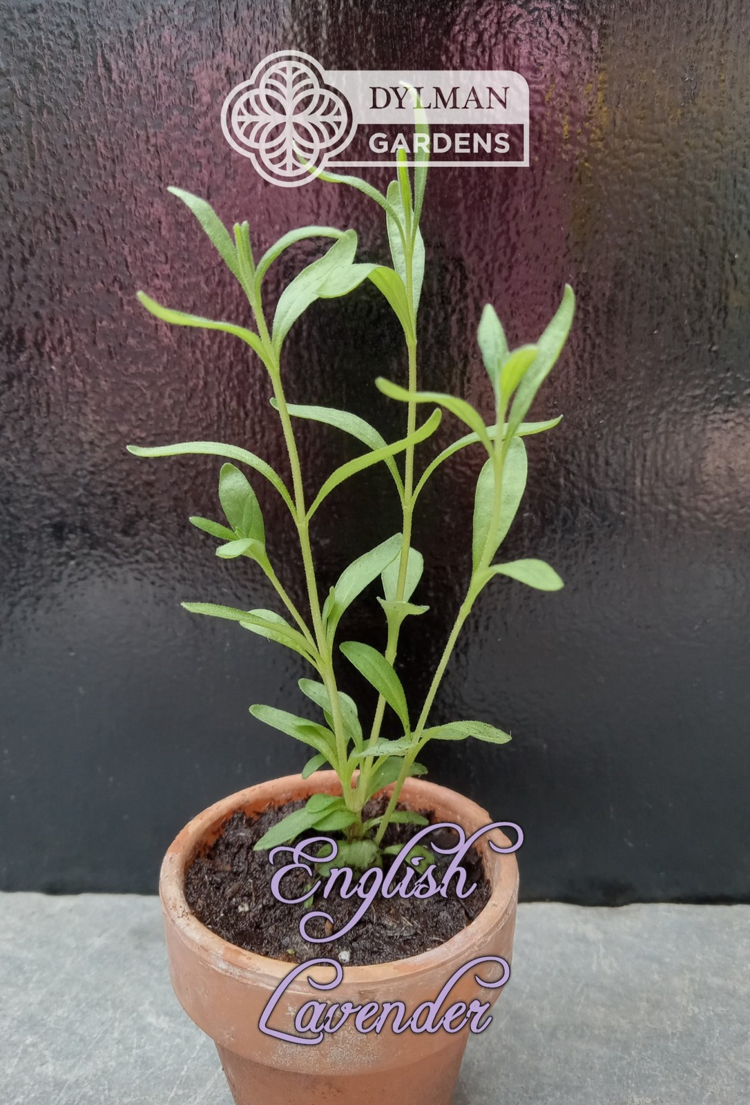English Lavender Plant (Lavandula angustifolia) – Live Herb – Multiple Sizes