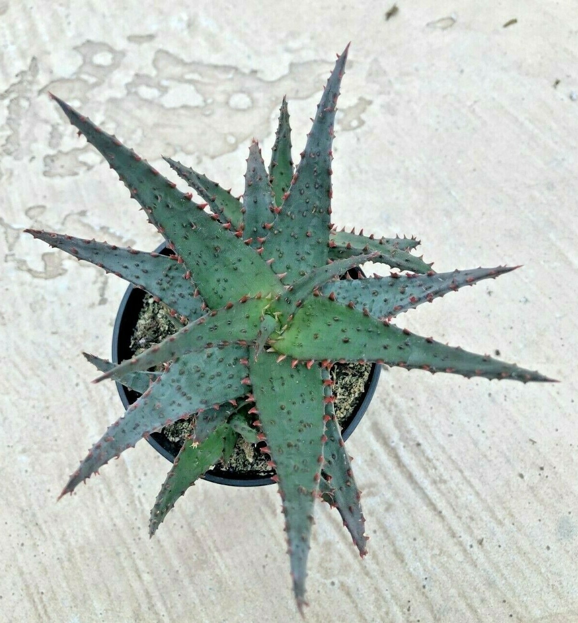 Aloe ‘Wildfire’ PPAF, Comes in a 3.5″ Pot