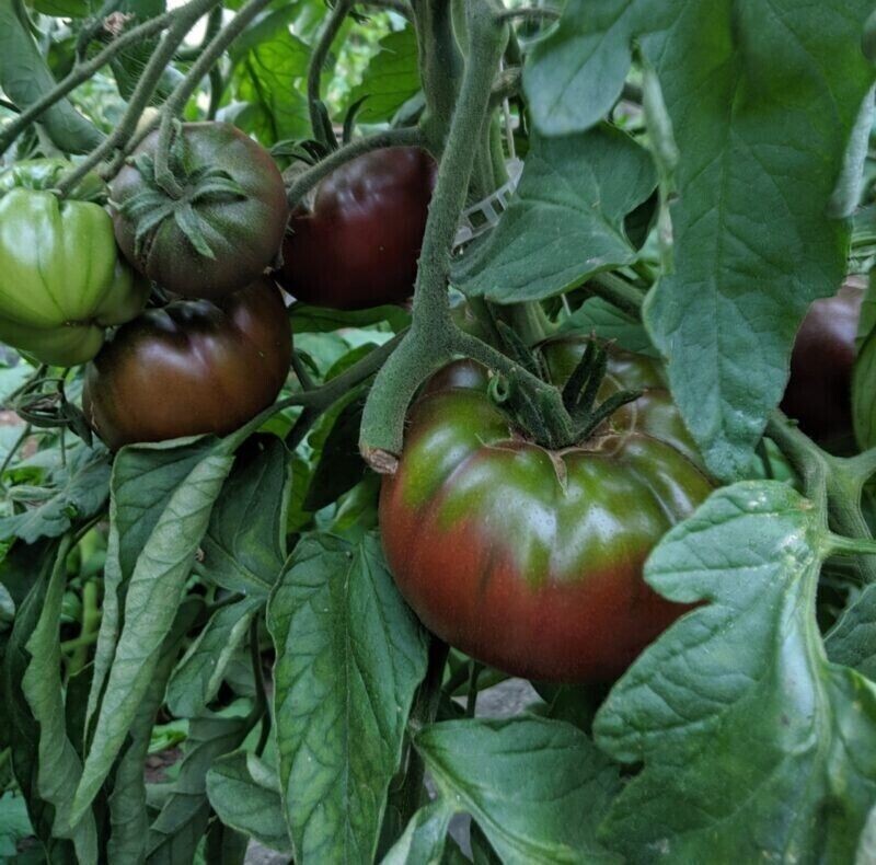 120+ Russian Black Krim Tomato Seeds – NON GMO – ORGANIC – HEIRLOOM — FRESH