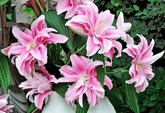 10 Oriental Rose Lily “Elena” Big Double Blossom