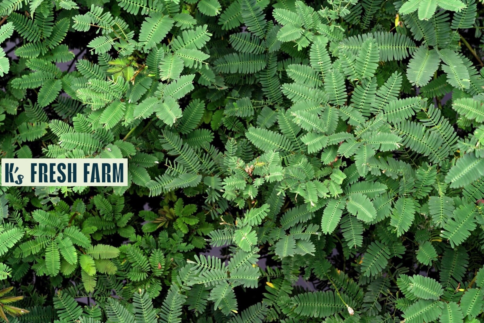30+ PCS WATER MIMOSA VEGETABLE SEEDS, HẠT RAU NHÚT |99% GERMINATION|