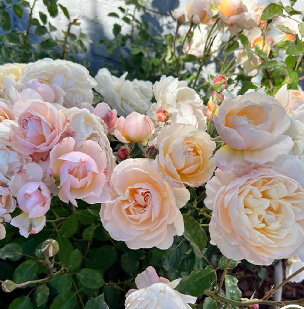 Moonlight in Paris Rose Bush.. Live Starter Plant