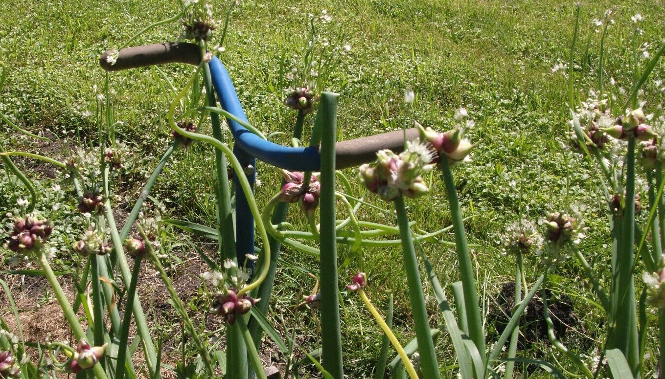 Egyptian Onions Catawissa Winter Walking Topset Spring Bulbs 10 Planters Jumbo
