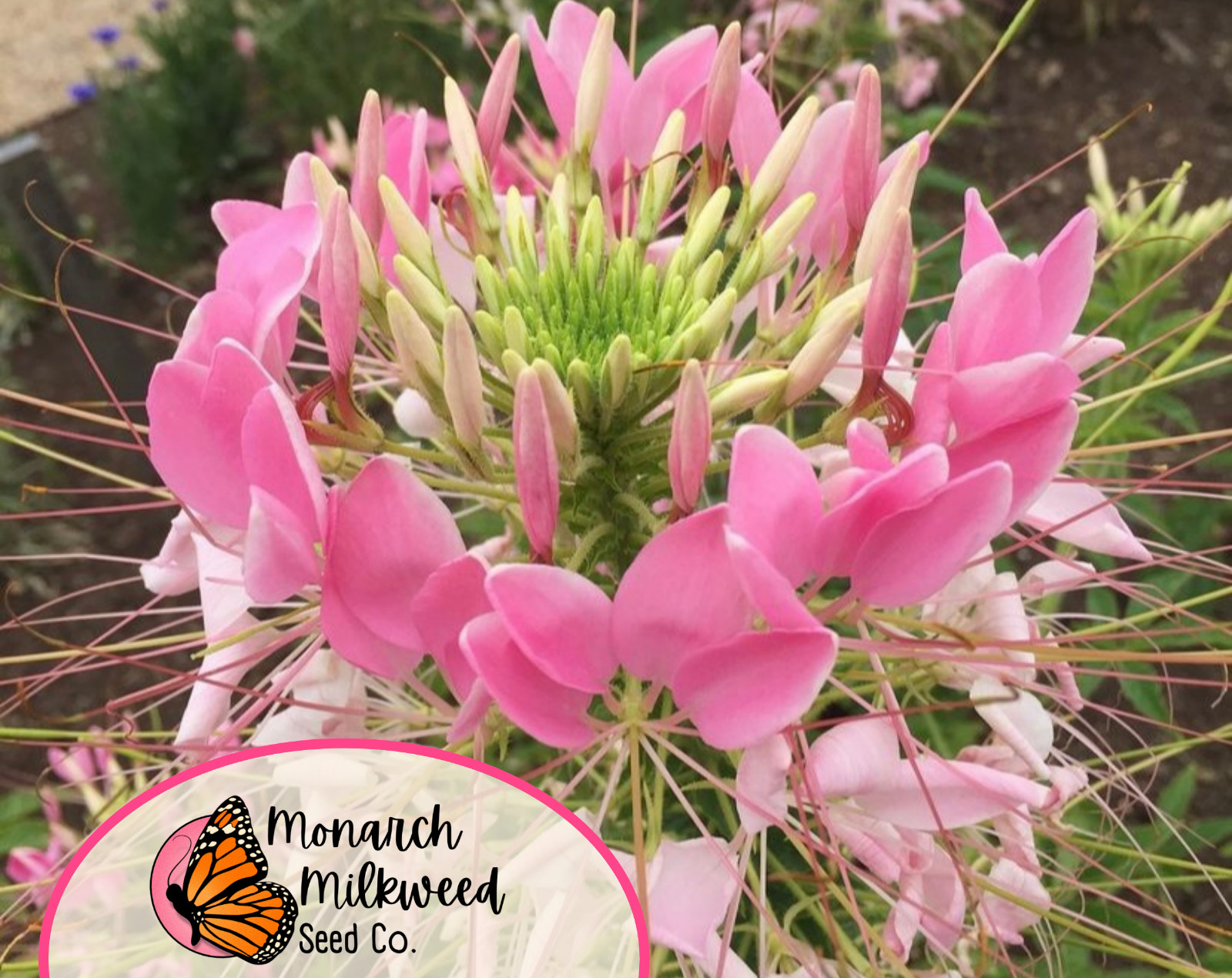 1100+ Spider Plant Seeds | Wildflower Pollinator Gardening, Cleome hassleriana