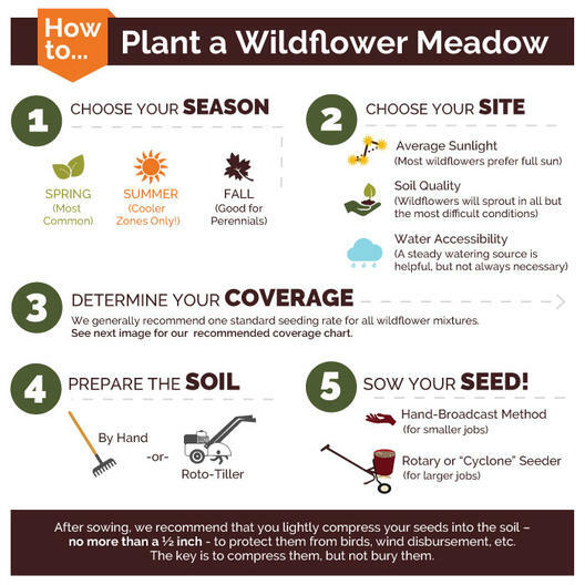 Landscaper’s Pack PARTIAL SHADE Wildflower Mix Assorted Non-GMO 3000+ Seeds!