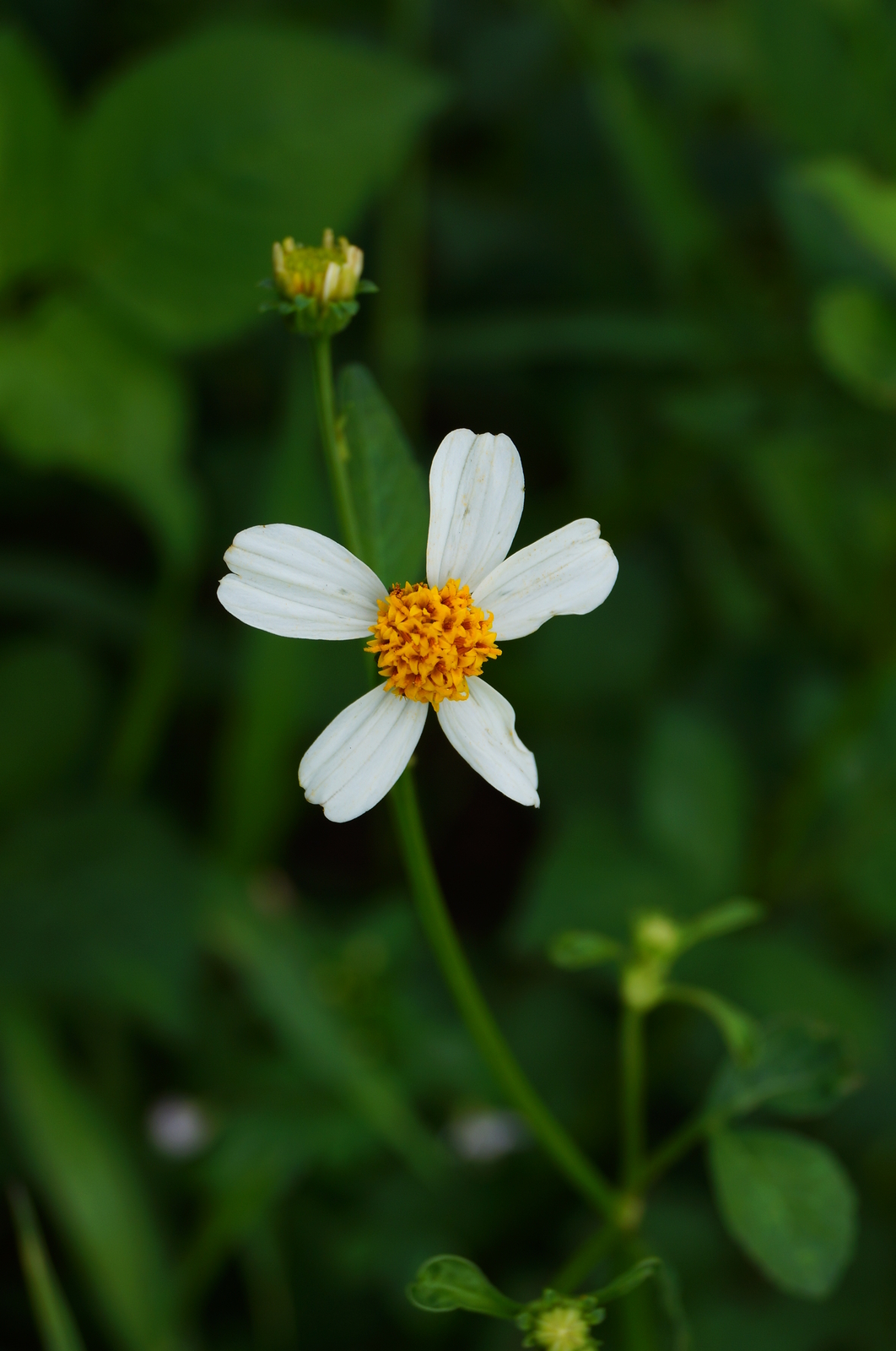 500 BIDENS PILOSA Seeds (Spanish Needle) | NON-GMO | Free shipping | Annual