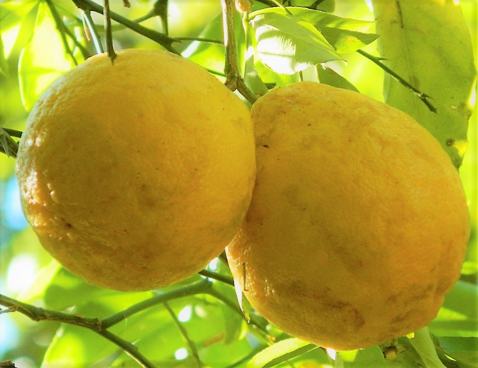 RARE HARDY LEMON HUGE BASEBALL SIZE LEMONS FRUIT TREES 6″ LIVE PLANTS CITRUS