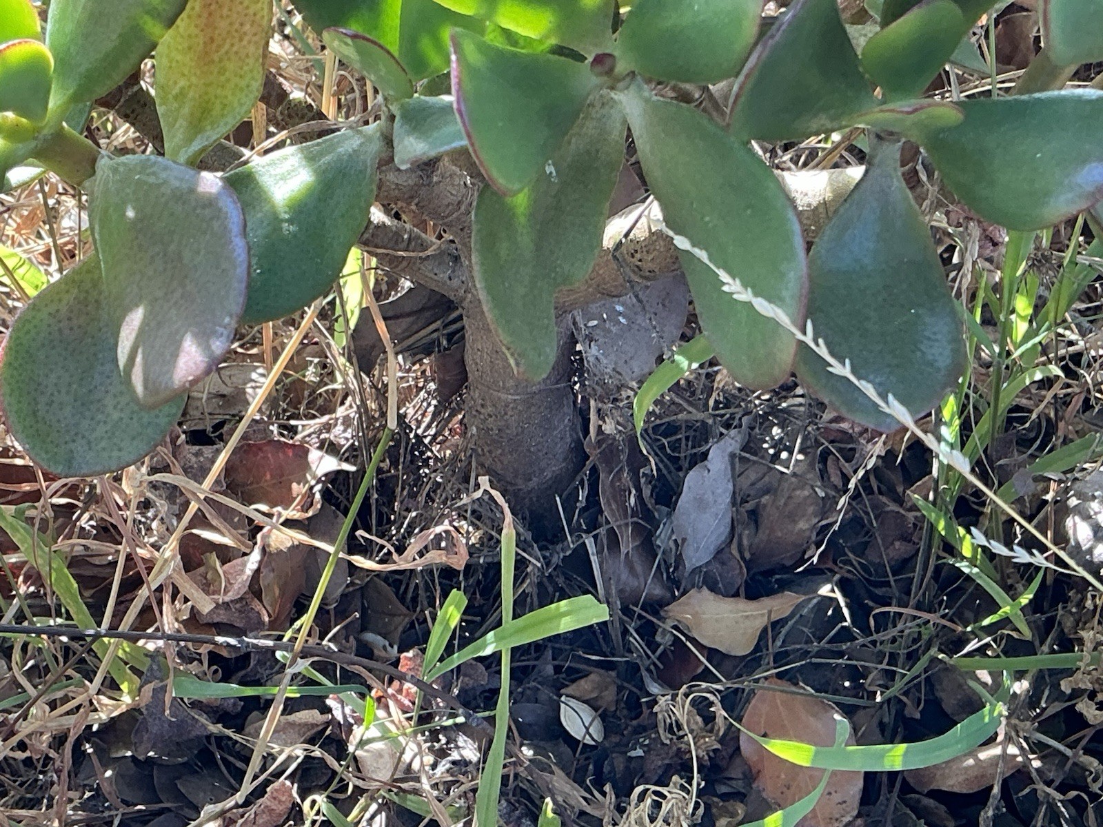 healthy jade plant with roots, Around 16” To 17” tall, rooted