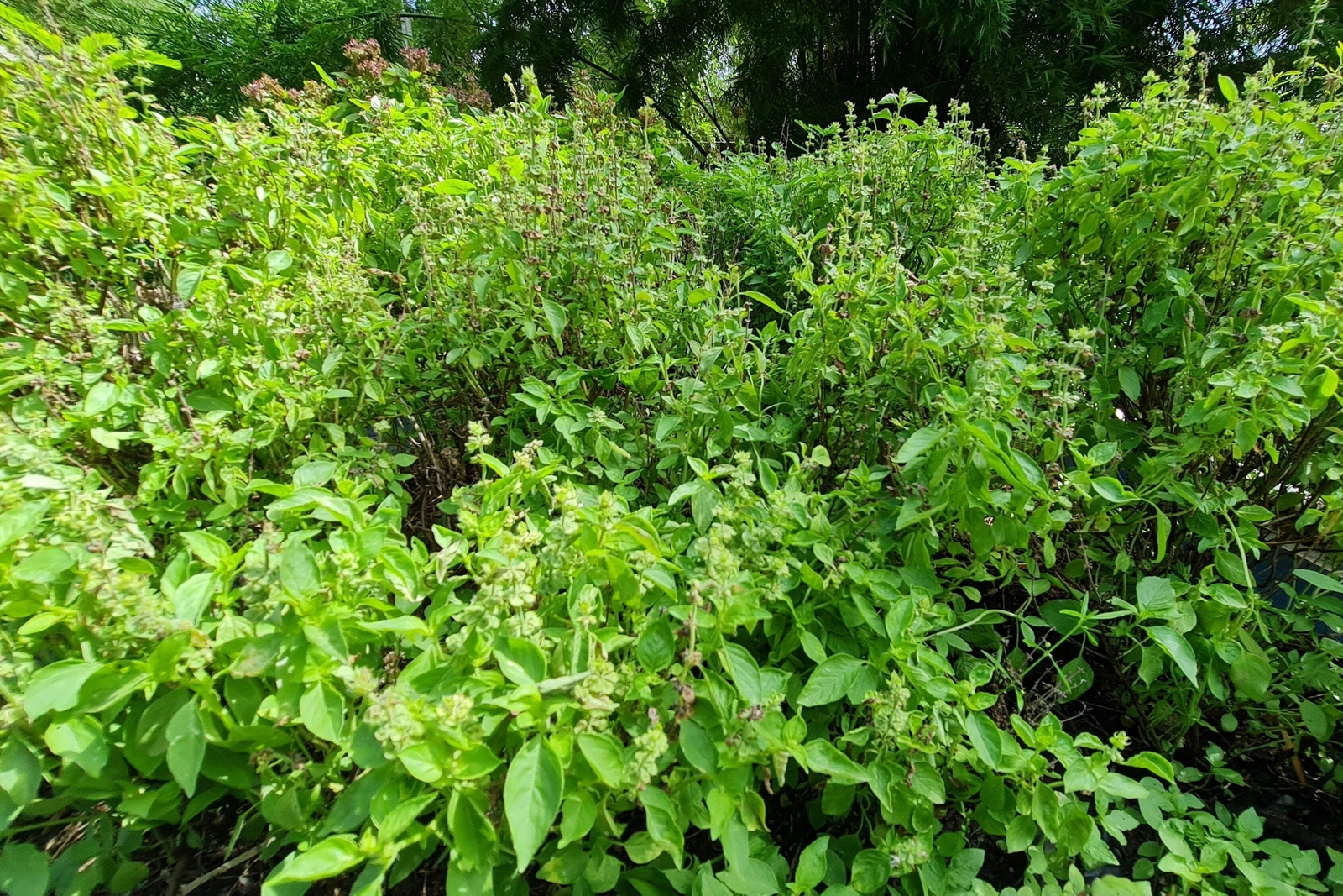 250 Green Tulsi HOLY BASIL Ocimum Sanctum Tenuiflorum Herb Flower Seeds *Flat SH