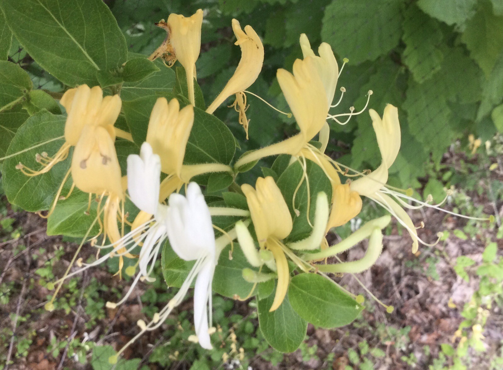 10 LIVE PLANTS HALL’S HONEYSUCKLE VINES WHITE YELLOW FLOWERS (ROOTED)