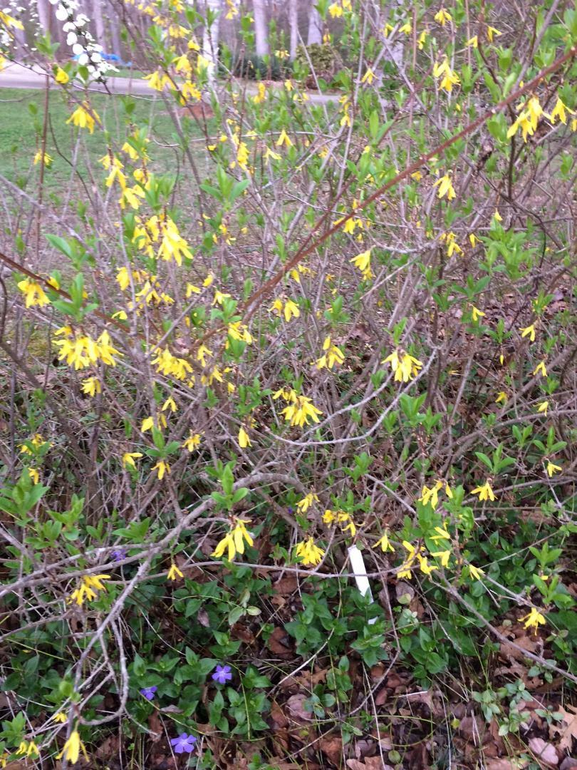 Yellow Forsythia Bush 25 + Seeds Hard to Find Seeds ! USA Seller