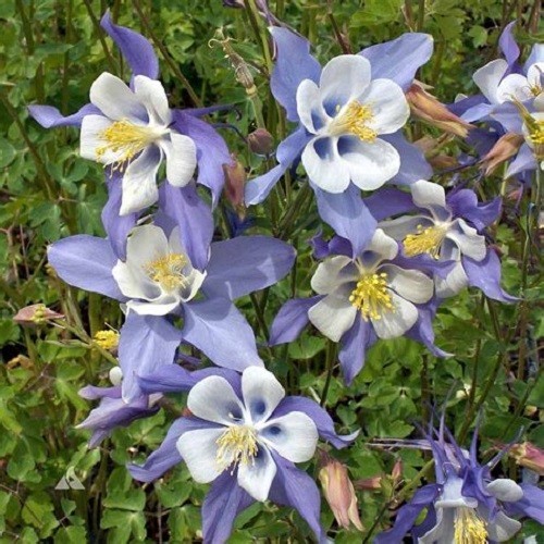 Blue Rocky Mountain Columbine Seeds – Aquilegia coerulea – Heirloom Perennial