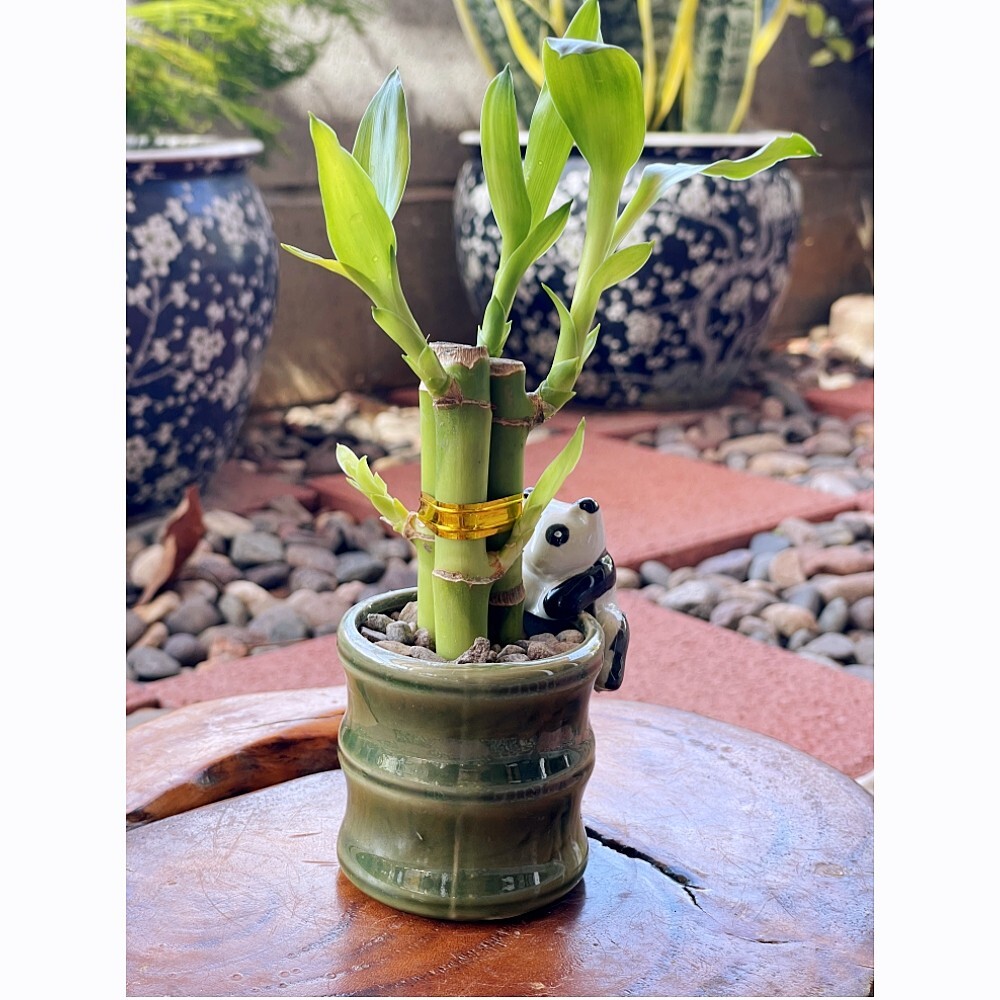 2-Pack Small Lucky Bamboo Live Indoor Plants with Ceramic Vase for Home & Office