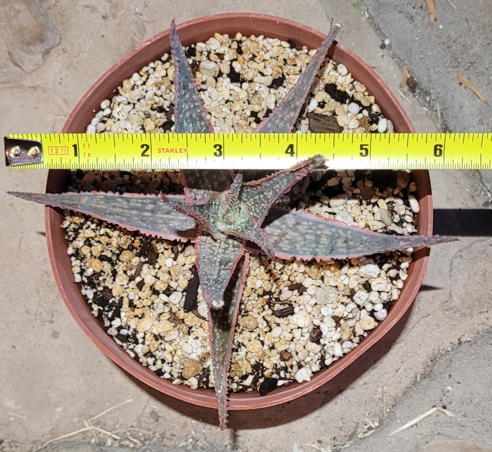 Aloe ‘Bright Star’ Kelly Griffin Hybrid 6″ Wide – Bare Root