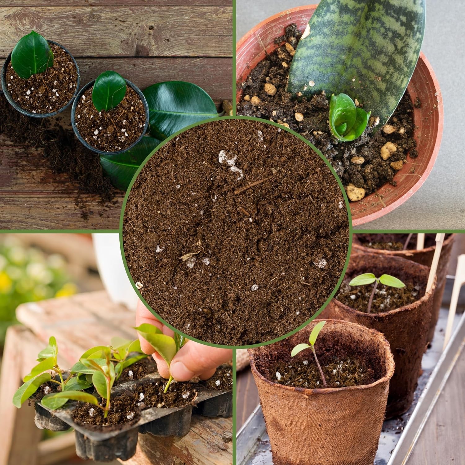 Soil Sunrise Plant Propagation Potting Mix (4 Quarts) Ideal Starter 4 Quarts