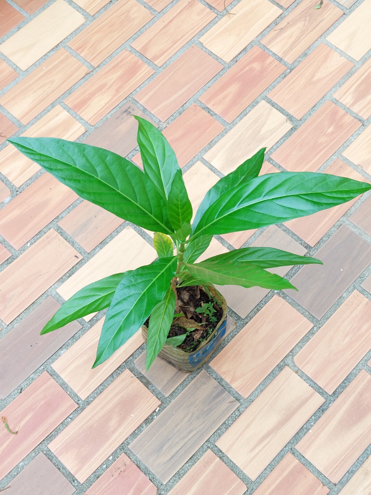 Noni Fruit Tree Seedling 10″+ Organic From Puerto Rico