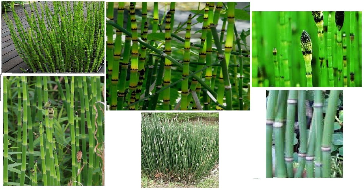 Horse Tail Water Pond Plant 25 Seeds Neat Tall Stalk Stem Like Plants USA Seller
