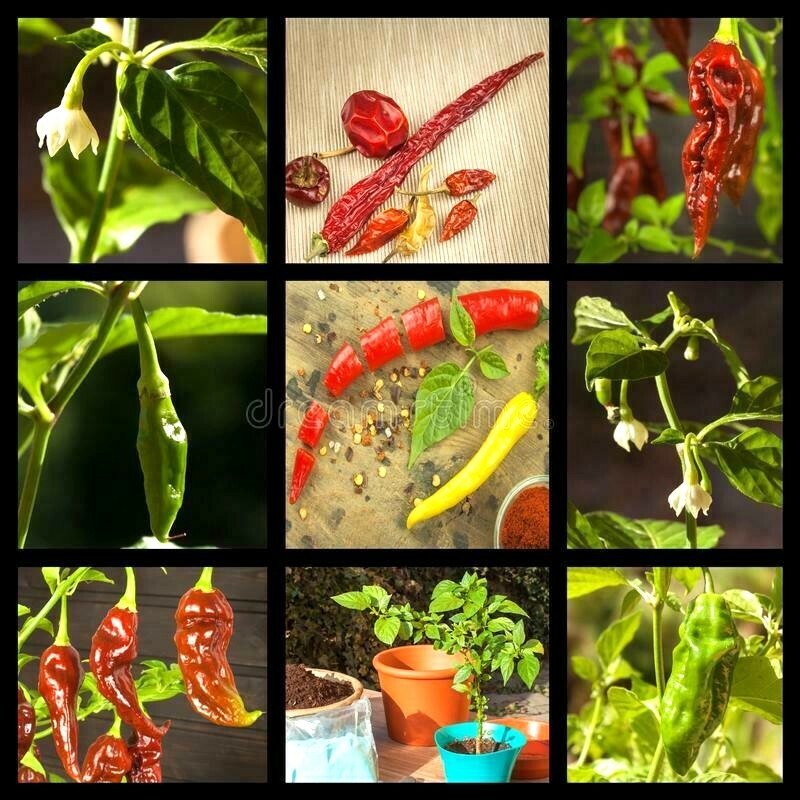 more #2 ASSORTED CHILI PEPPER SEEDS 25 varieties you choose hot mild all NON-GMO