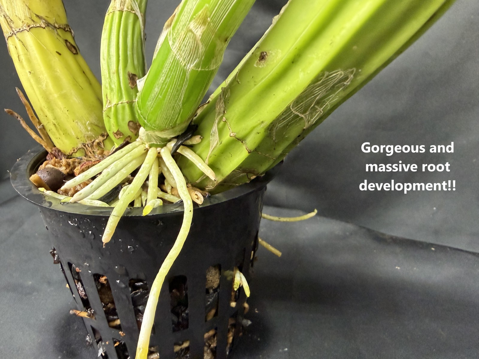 Myrmecophila Schomburgkia BRYSIANA ‘ALBA’ – prev bloomed orchid NOT cattleya